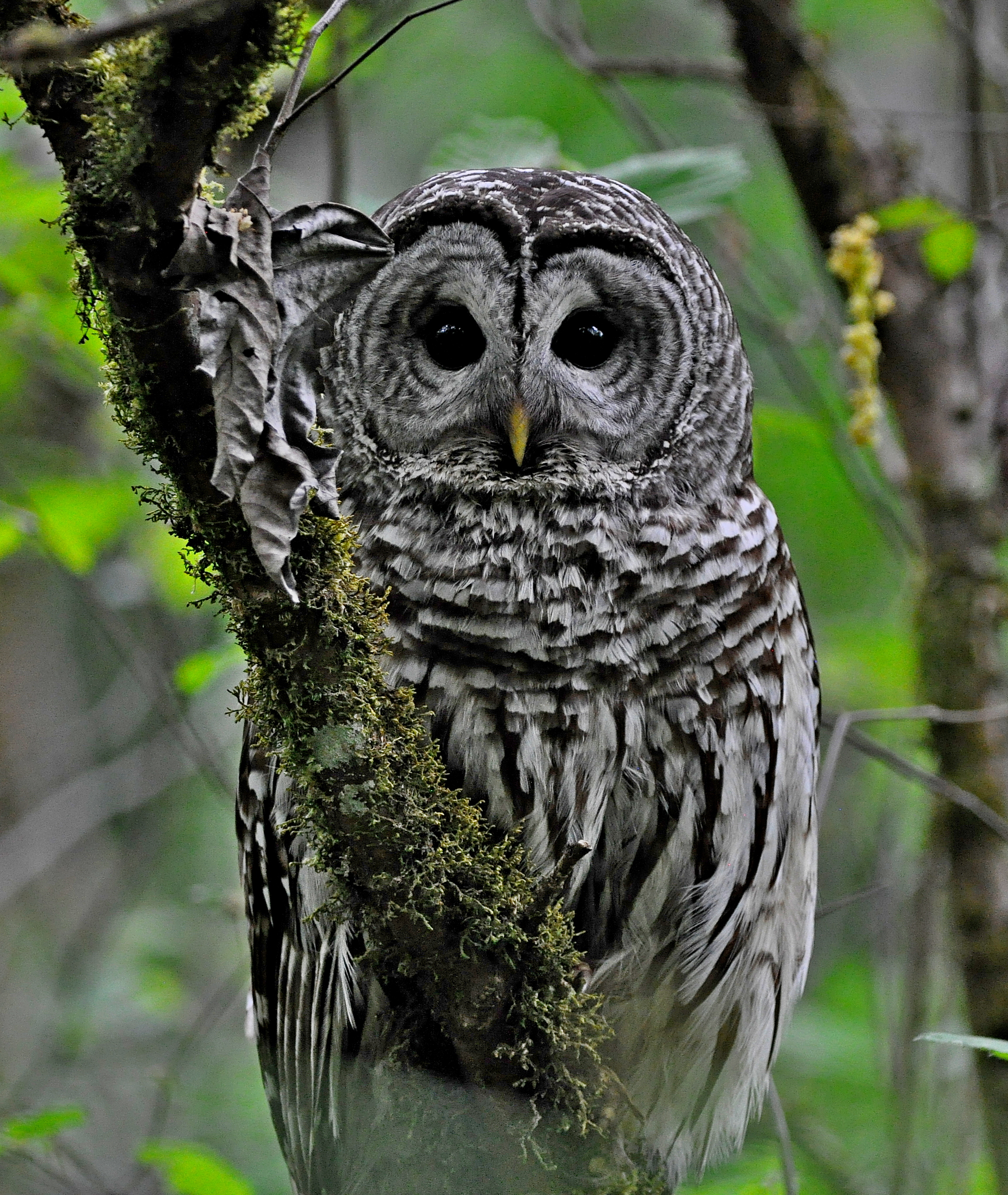 Barred Owl PP 20 5-6-21